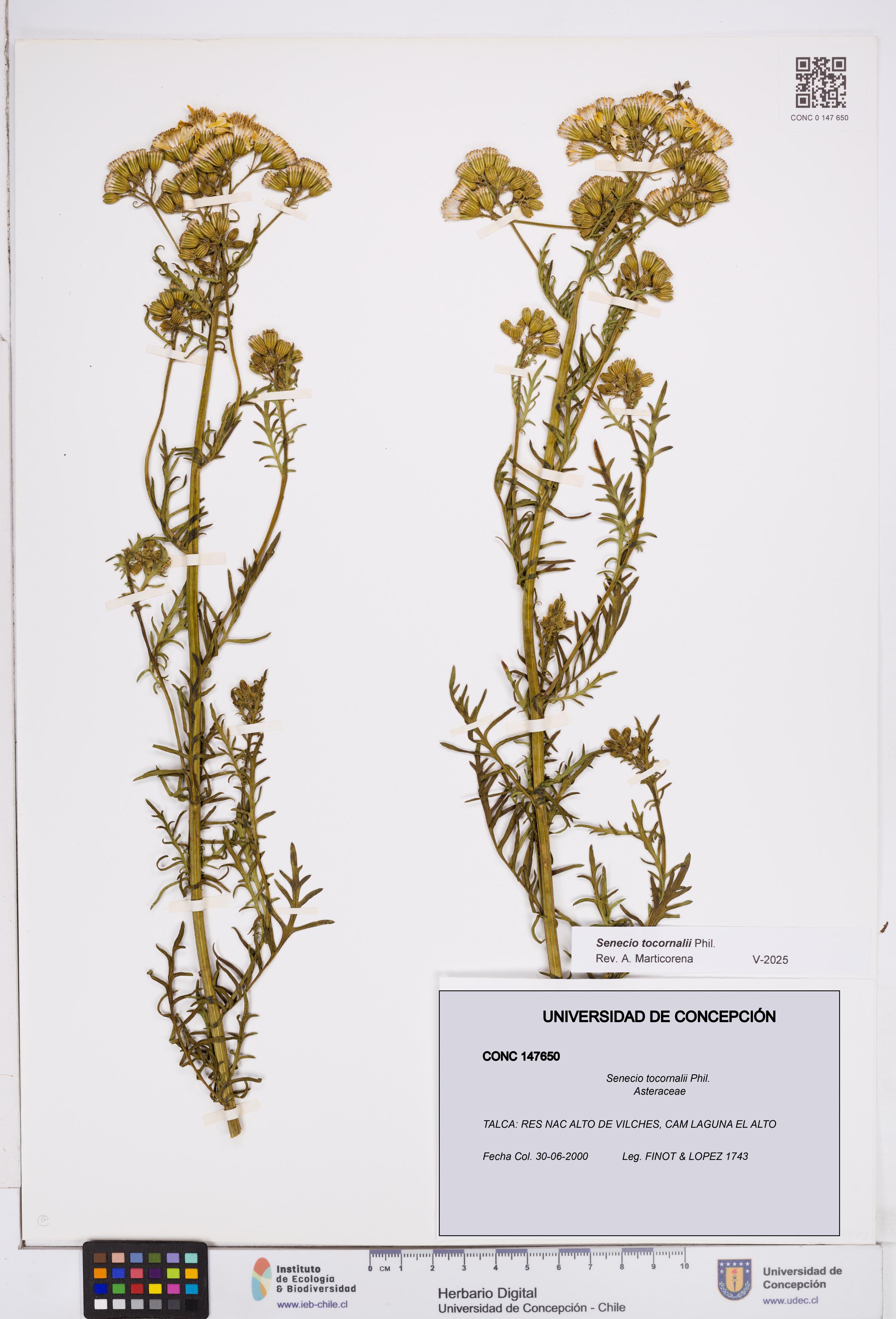 Senecio tocornalii [Espécimen: ]