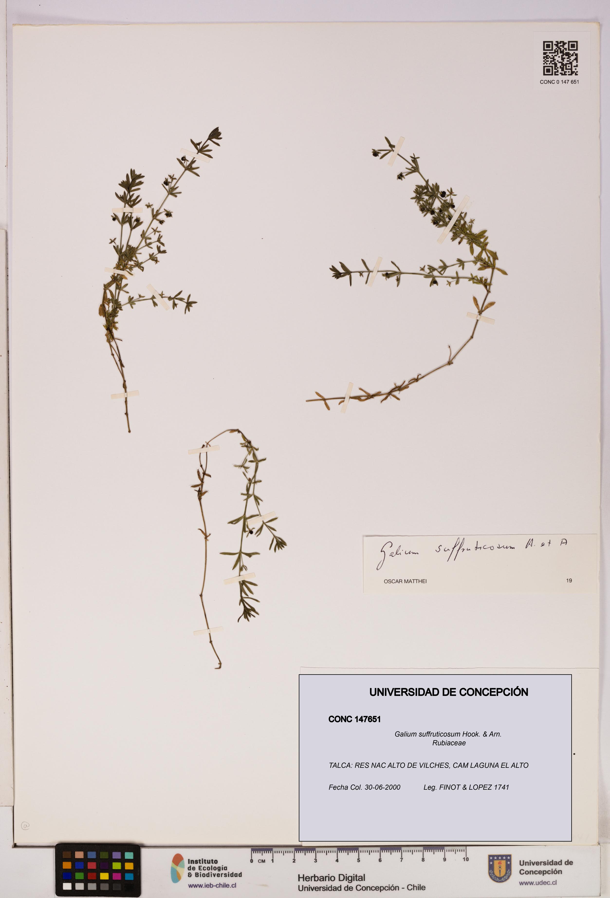 Galium suffruticosum [Espécimen: UDEC:CONC:0147651]