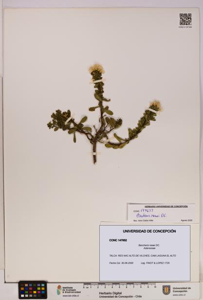 Baccharis neaei [Espécimen: UDEC:CONC:0147652]
