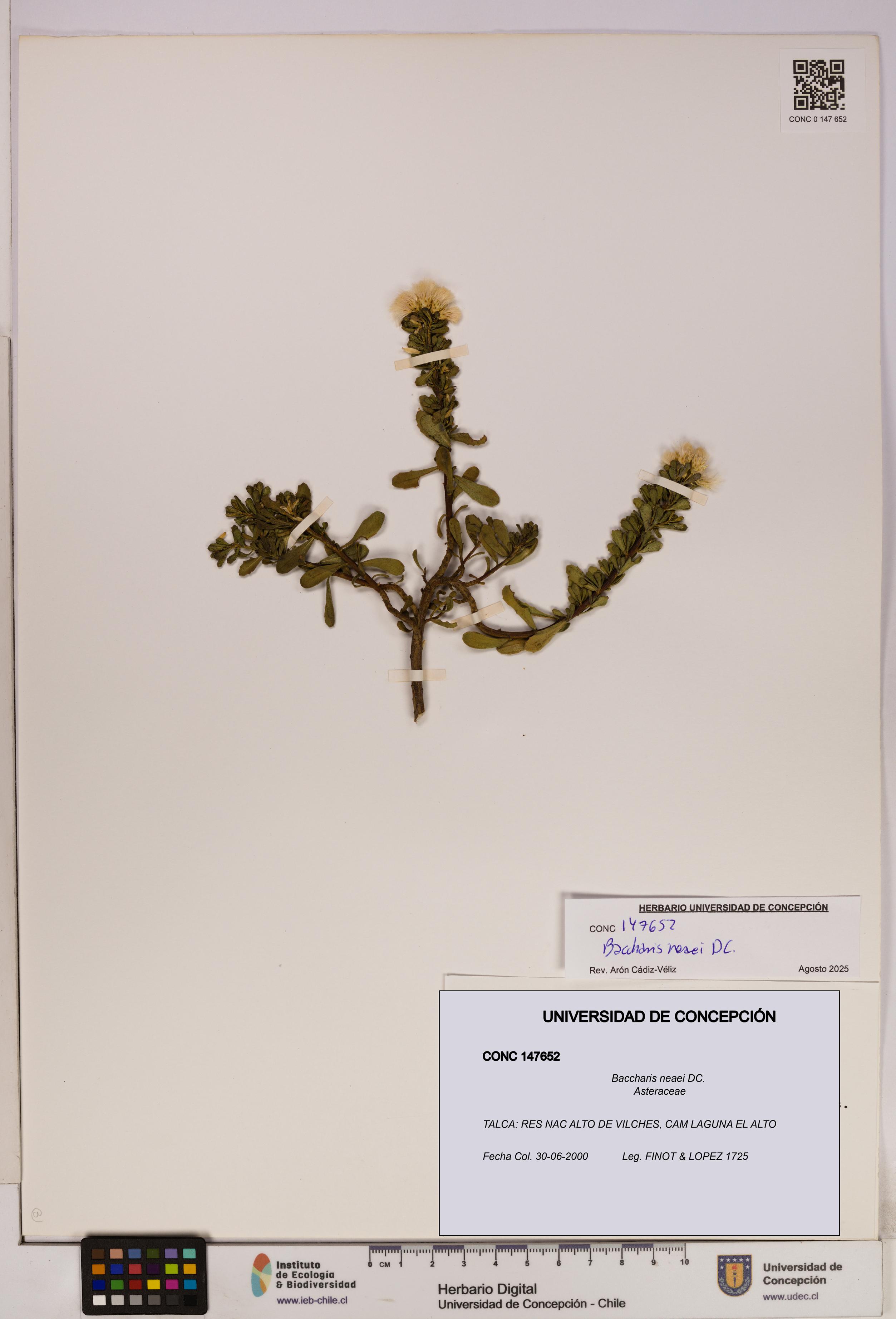 Baccharis neaei [Espécimen: UDEC:CONC:0147652]