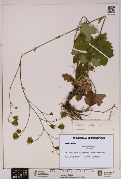 Perezia nutans [Espécimen: UDEC:CONC:0147658]