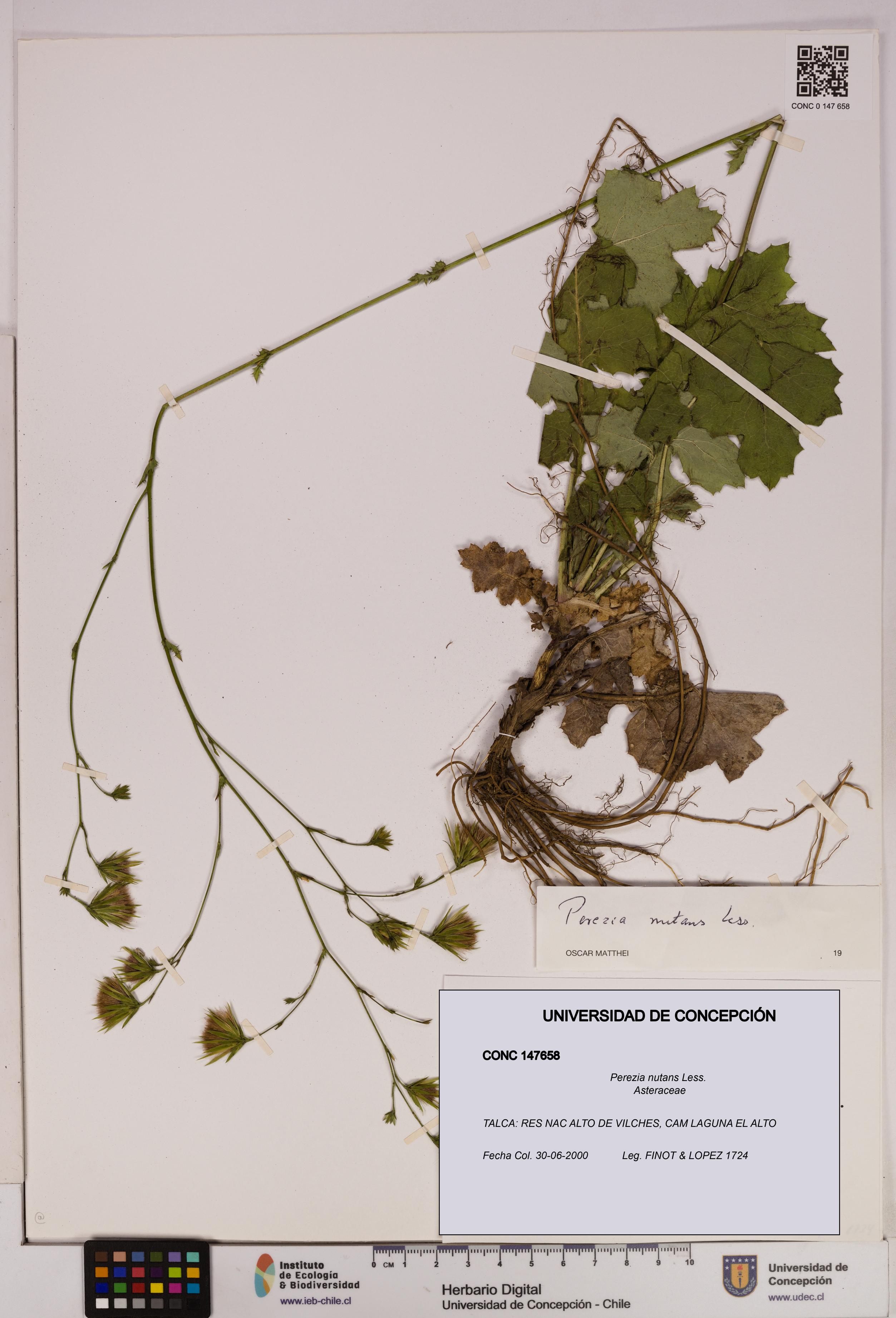 Perezia nutans [Espécimen: UDEC:CONC:0147658]