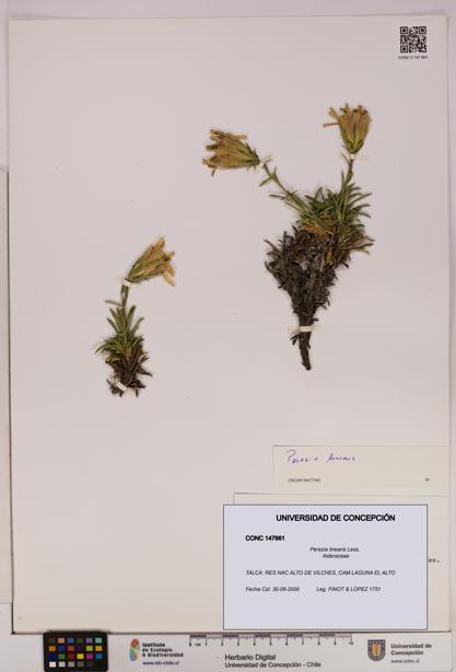 Perezia linearis [Espécimen: UDEC:CONC:0147661]