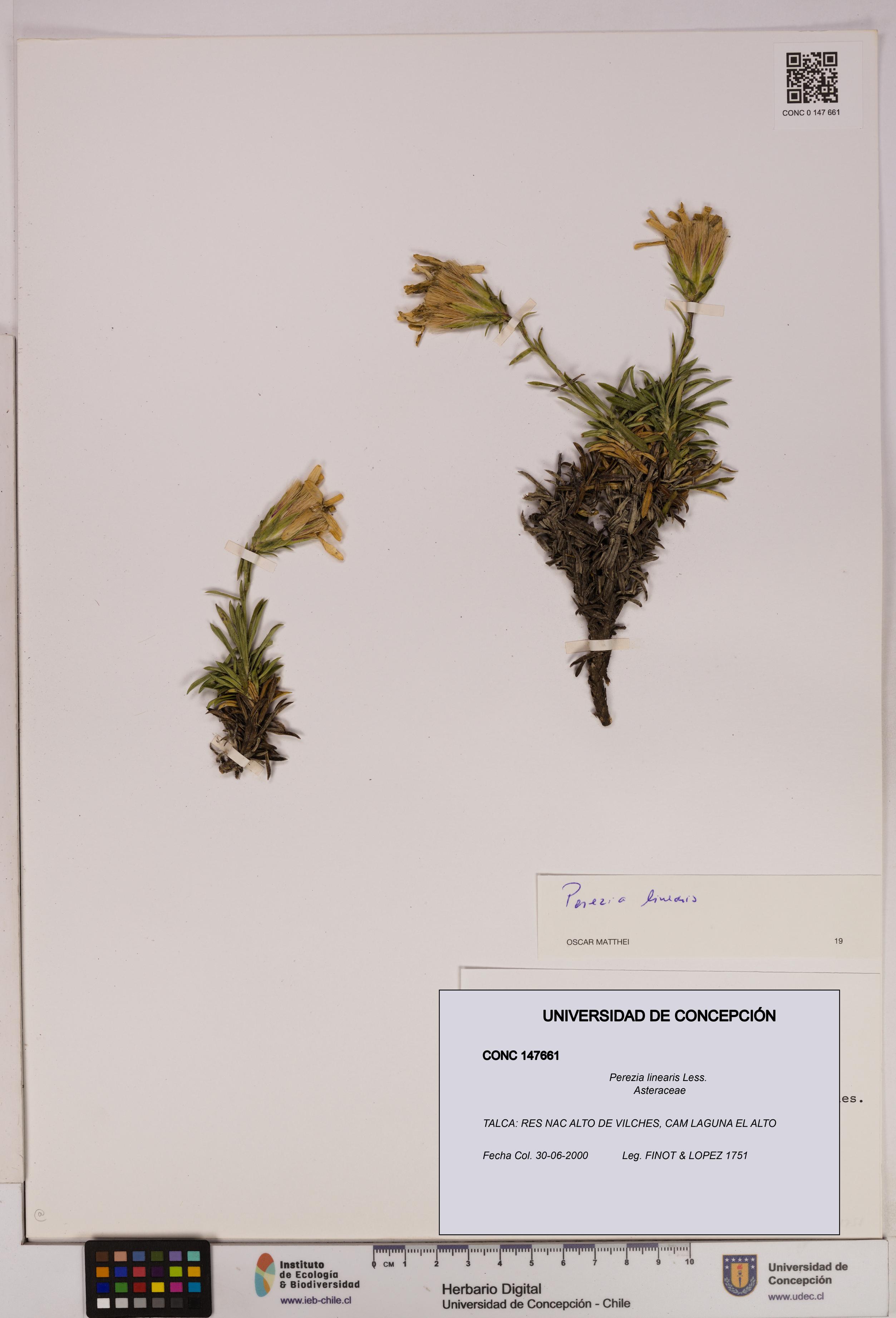 Perezia linearis [Espécimen: UDEC:CONC:0147661]