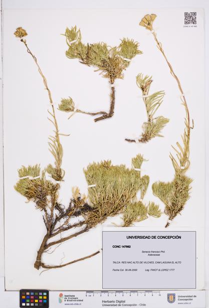 Senecio francisci [Espécimen: ]