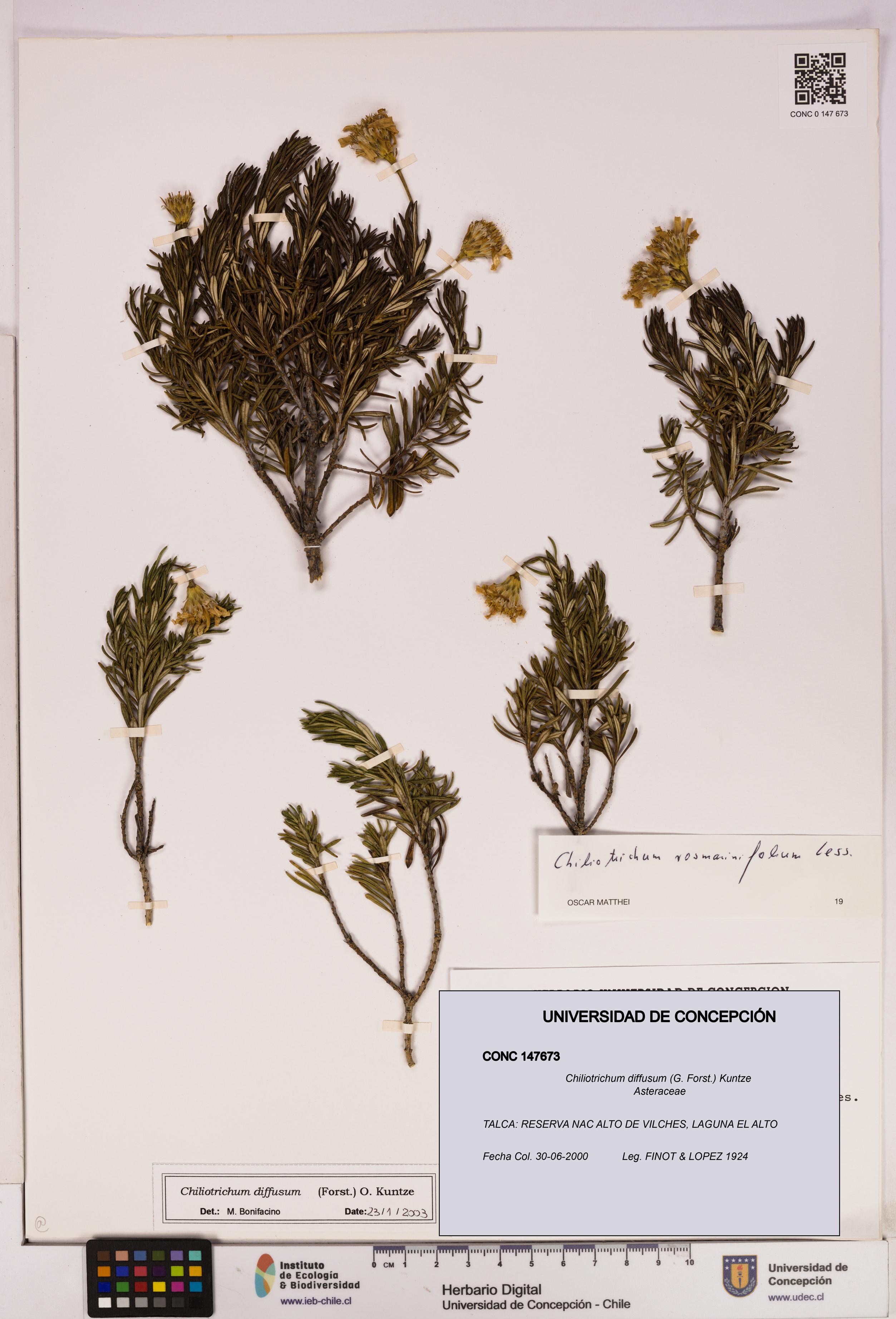 Chiliotrichum diffusum [Espécimen: UDEC:CONC:0147673]