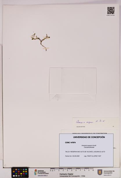 Arenaria serpens [Espécimen: UDEC:CONC:0147674]