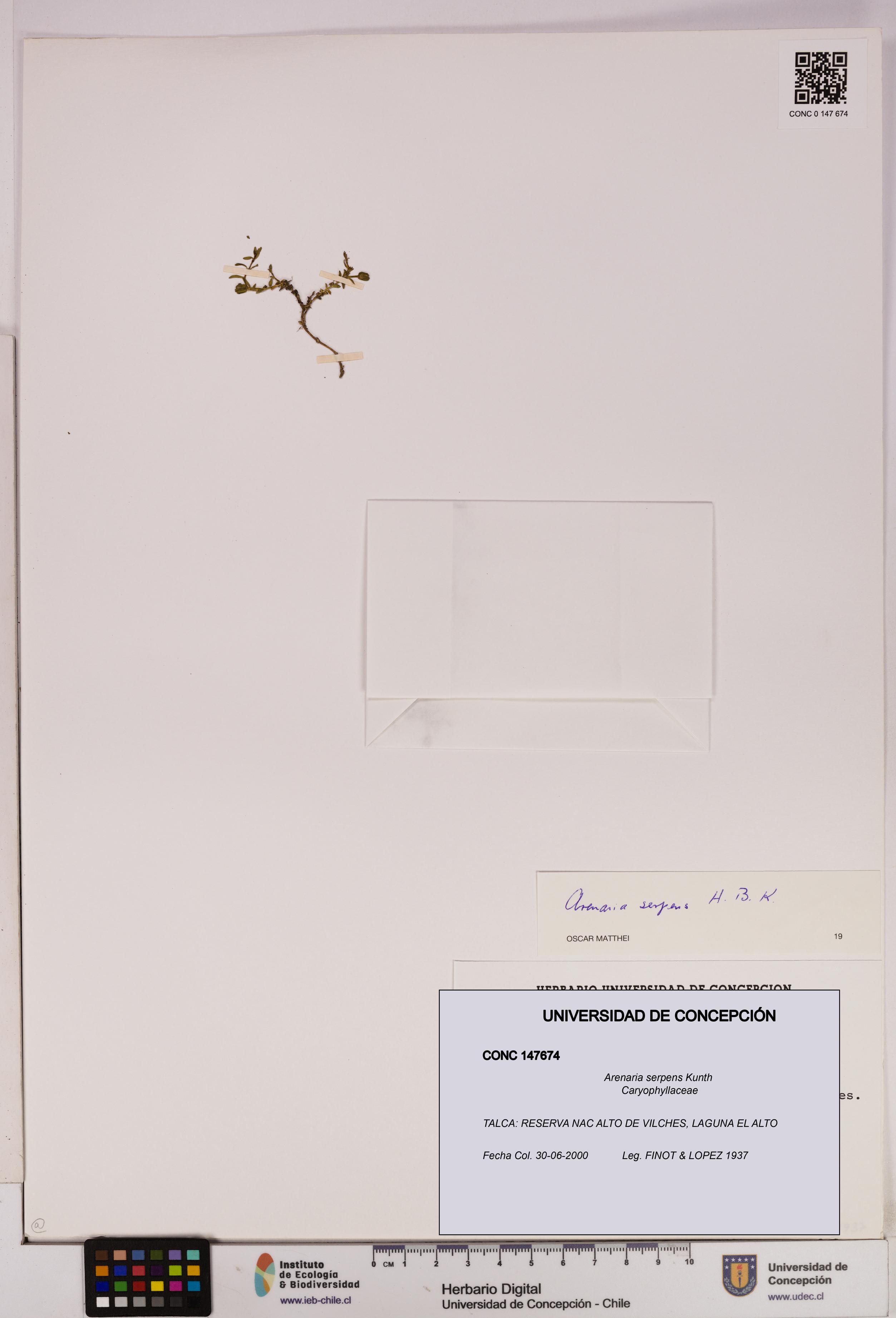 Arenaria serpens [Espécimen: UDEC:CONC:0147674]
