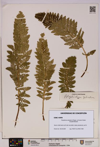 Polystichum plicatum [Espécimen: UDEC:CONC:0147678]