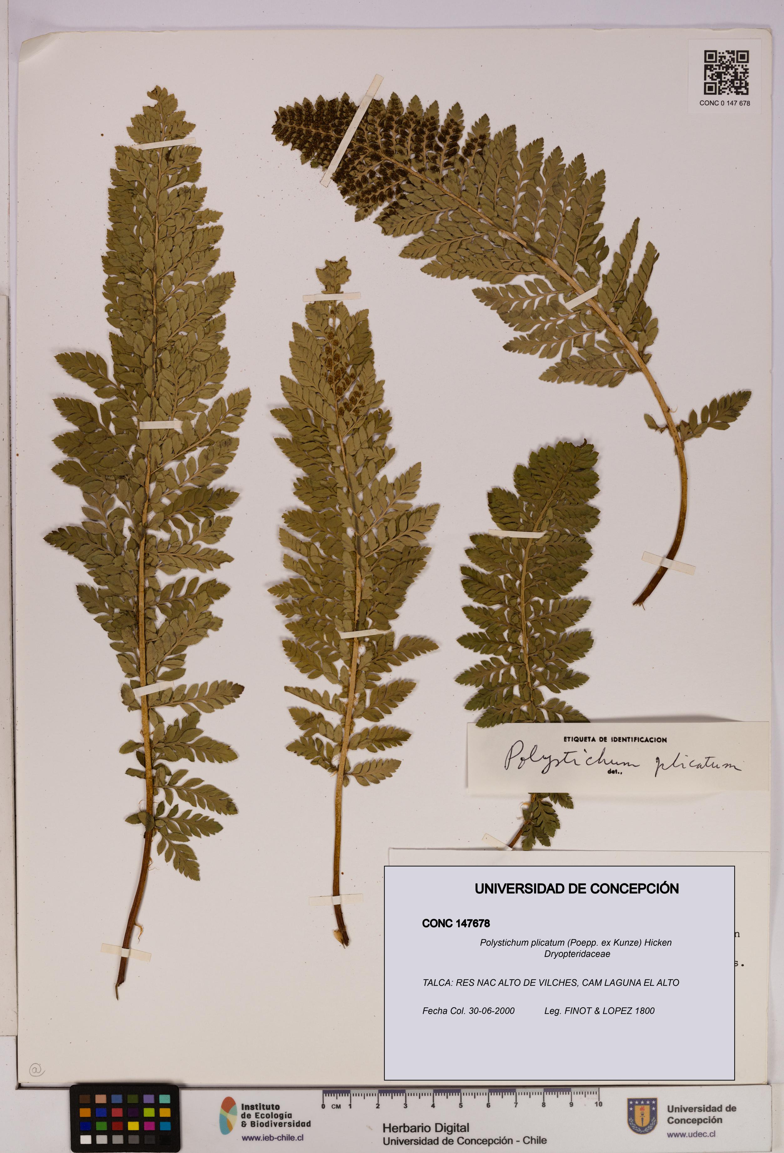 Polystichum plicatum [Espécimen: UDEC:CONC:0147678]