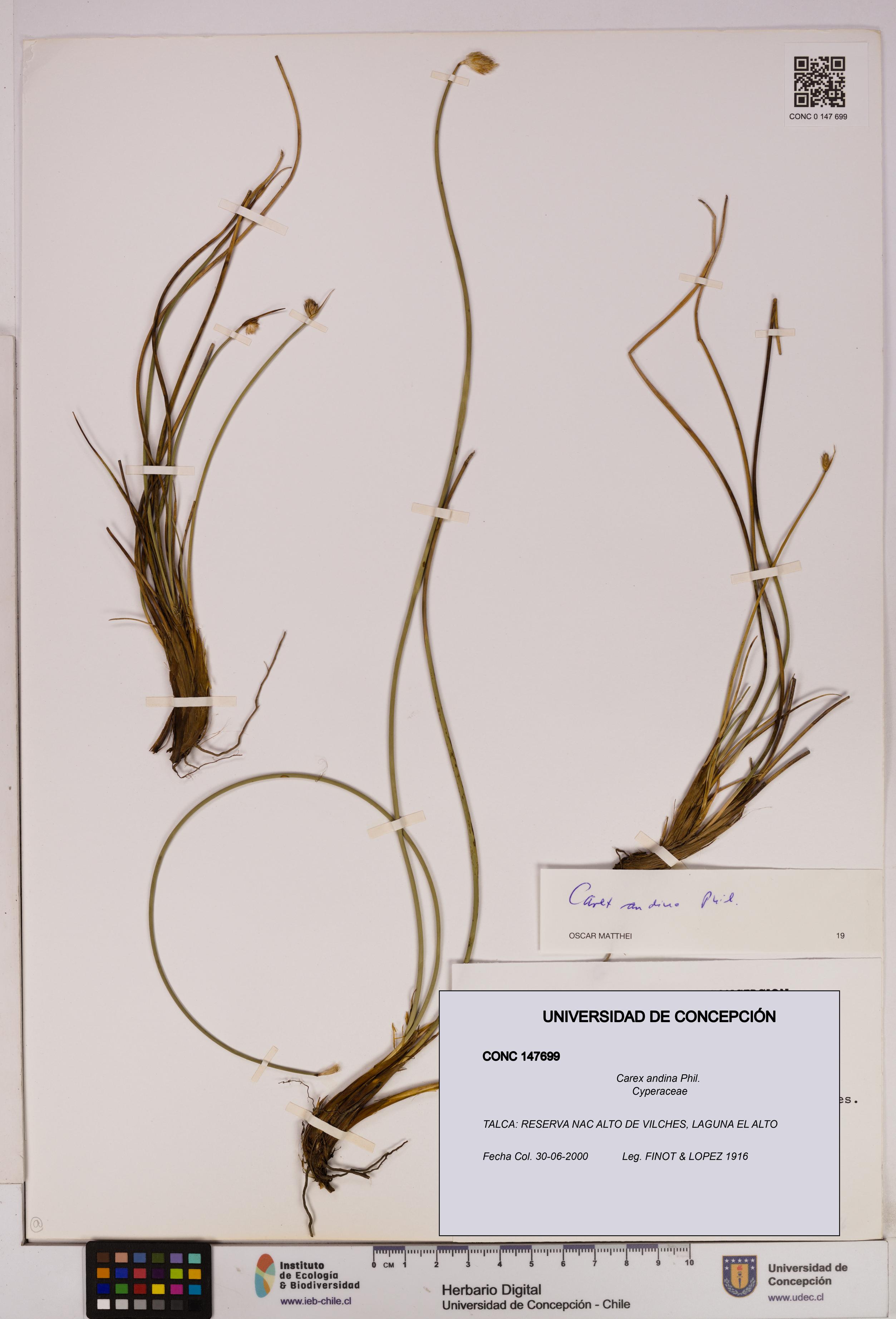Carex andina [Espécimen: UDEC:CONC:0147699]
