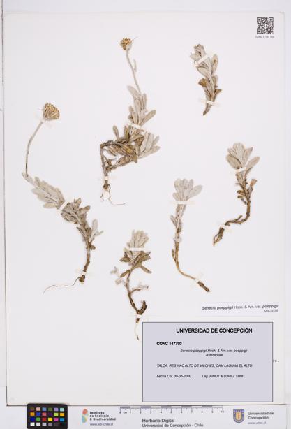 Senecio poeppigii var. poeppigii [Espécimen: ]