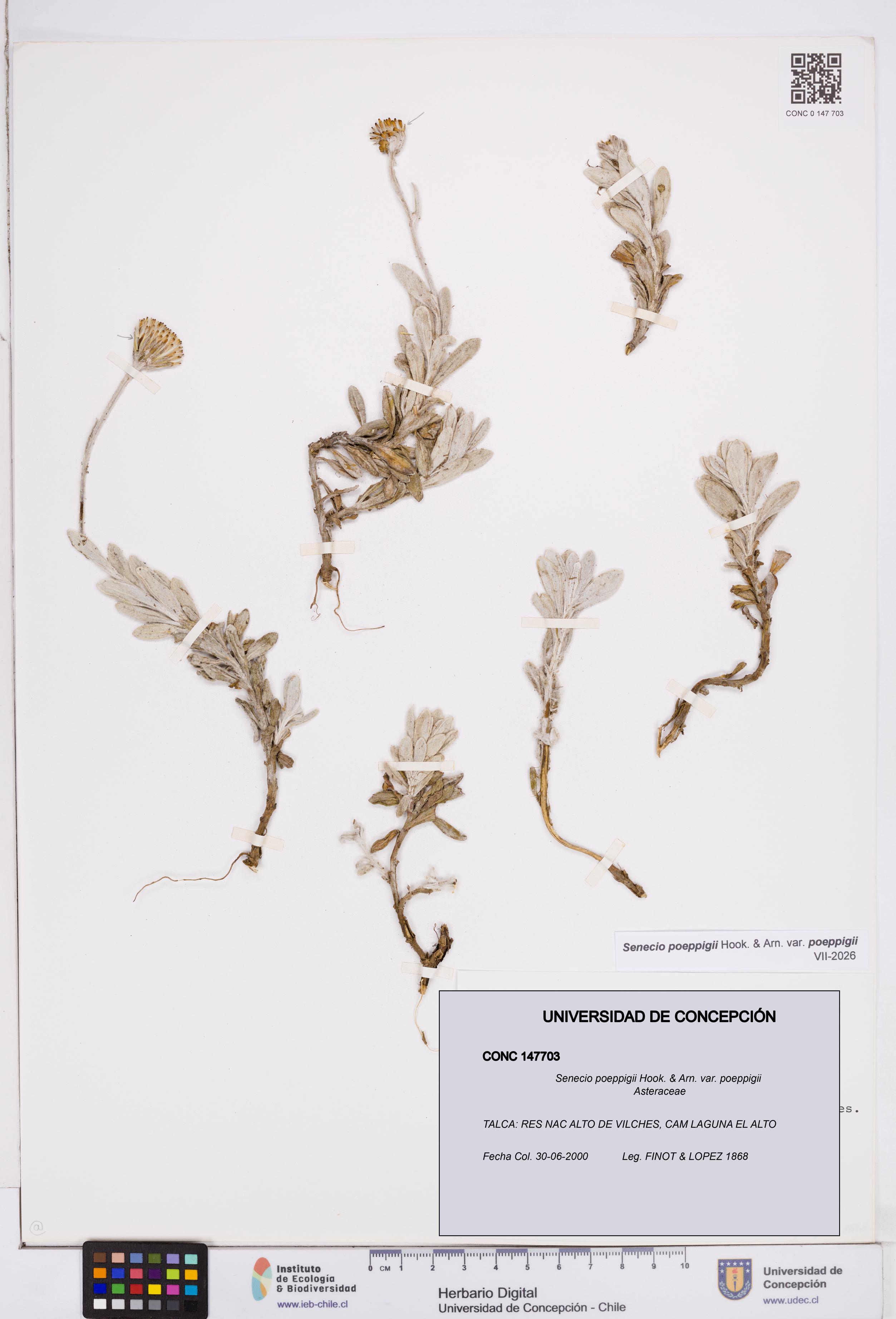 Senecio poeppigii var. poeppigii [Espécimen: ]