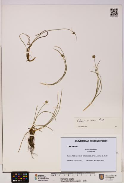 Carex andina [Espécimen: UDEC:CONC:0147708]