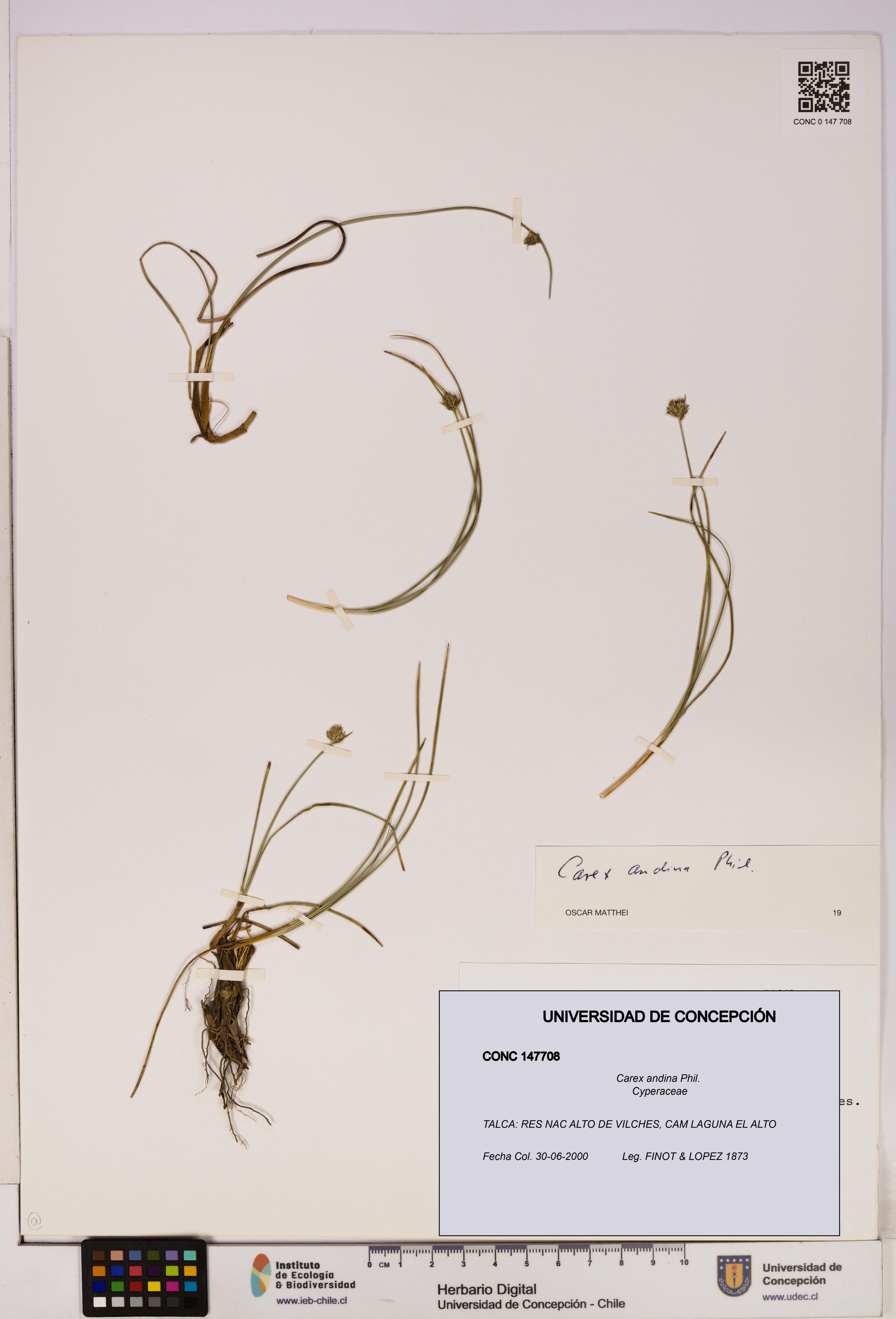 Carex andina [Espécimen: UDEC:CONC:0147708]