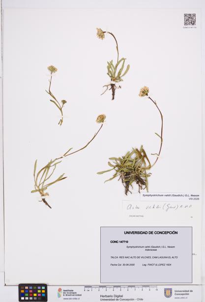 Symphyotrichum vahlii [Espécimen: ]