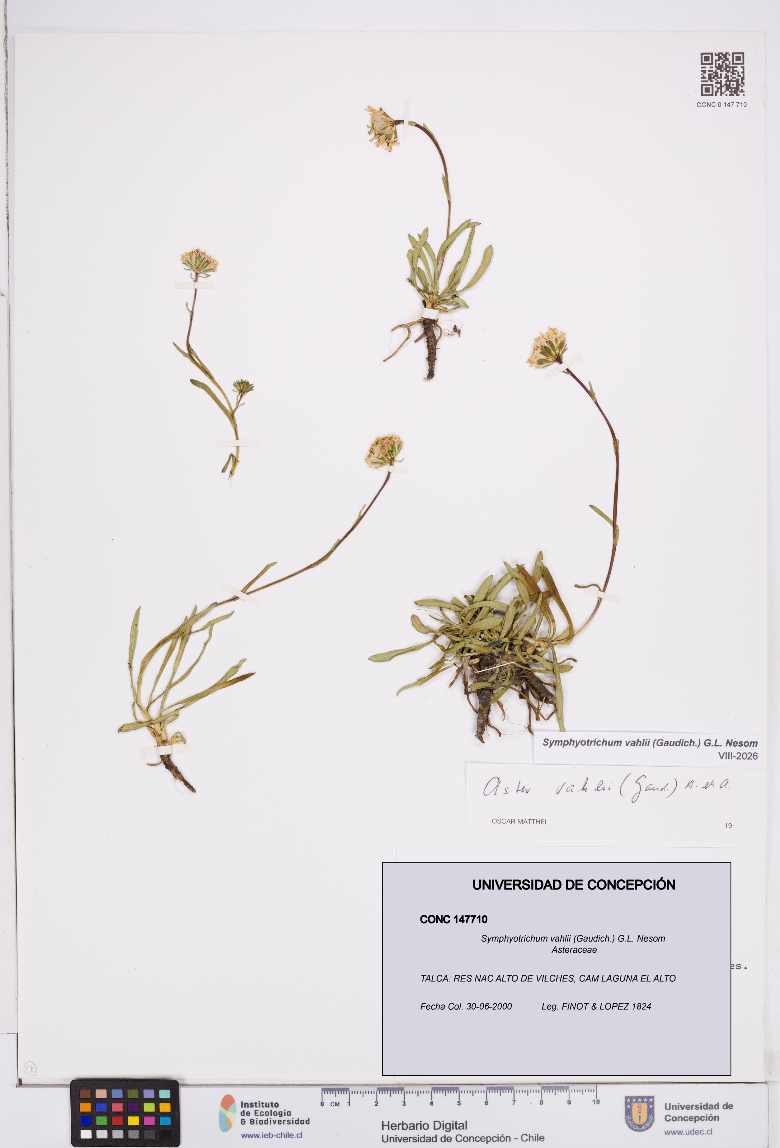 Symphyotrichum vahlii [Espécimen: ]