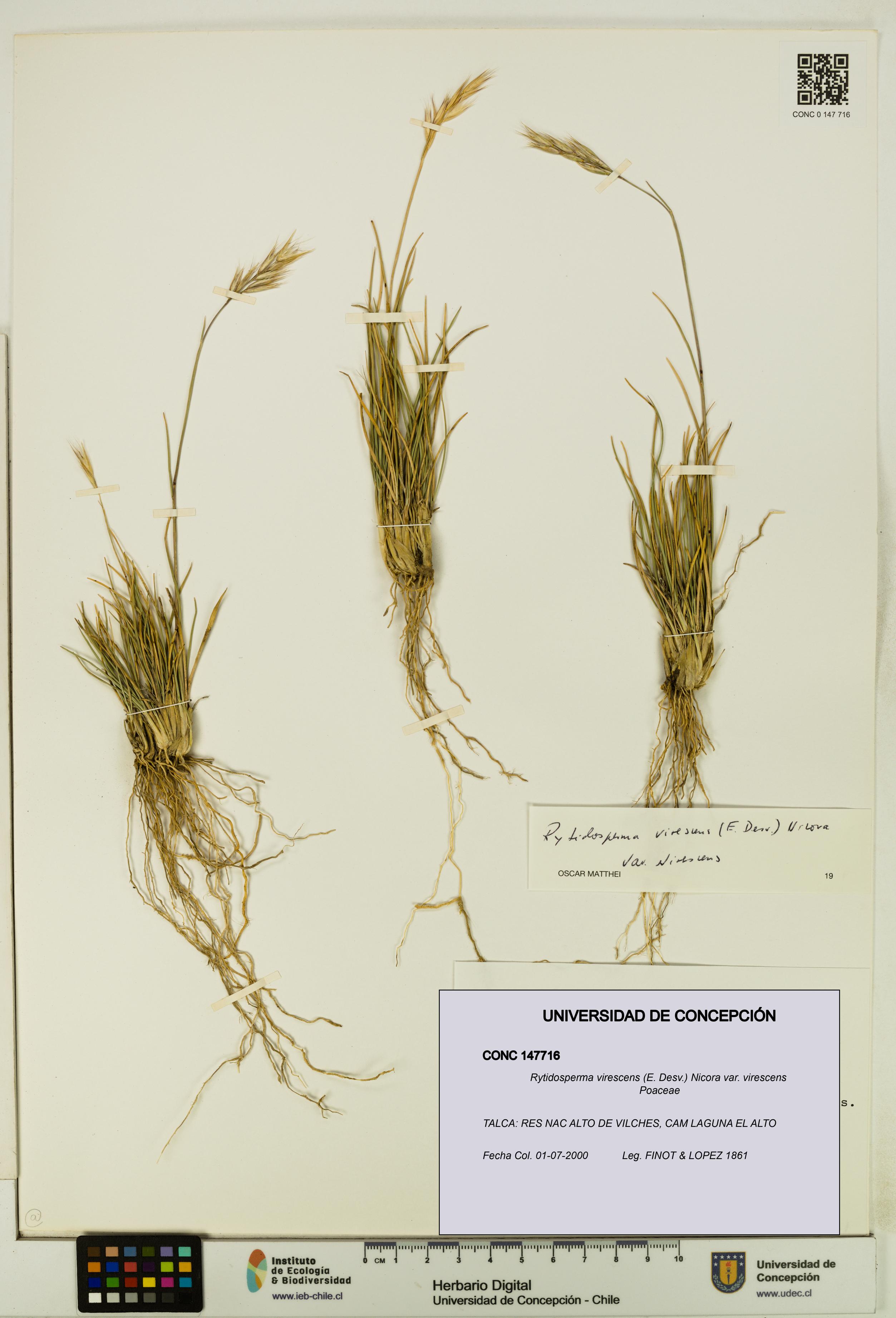 Rytidosperma virescens var. virescens [Espécimen: UDEC:CONC:0147716]