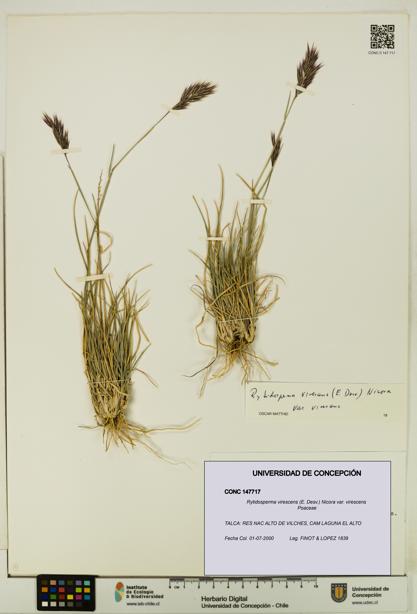 Rytidosperma virescens var. virescens [Espécimen: UDEC:CONC:0147717]