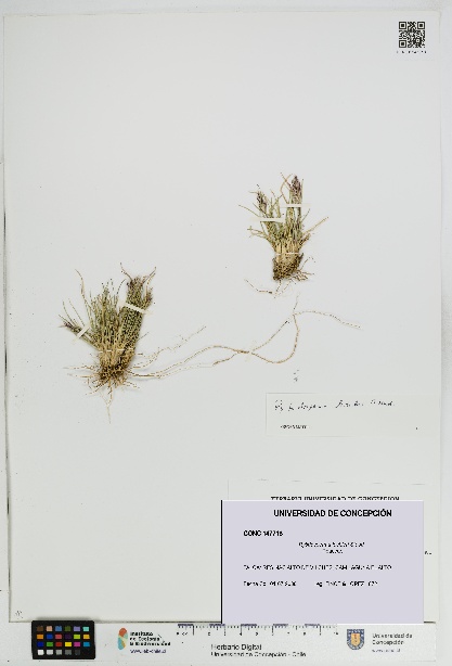 Rytidosperma lechleri [Espécimen: UDEC:CONC:0147718]