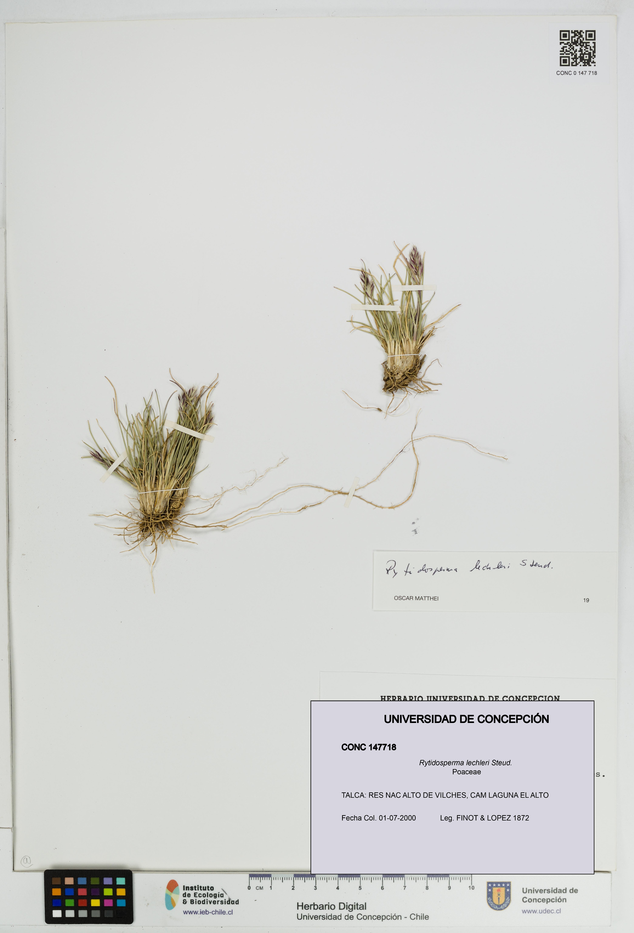 Rytidosperma lechleri [Espécimen: UDEC:CONC:0147718]