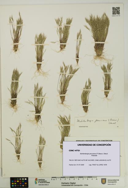 Muhlenbergia peruviana [Espécimen: UDEC:CONC:0147721]