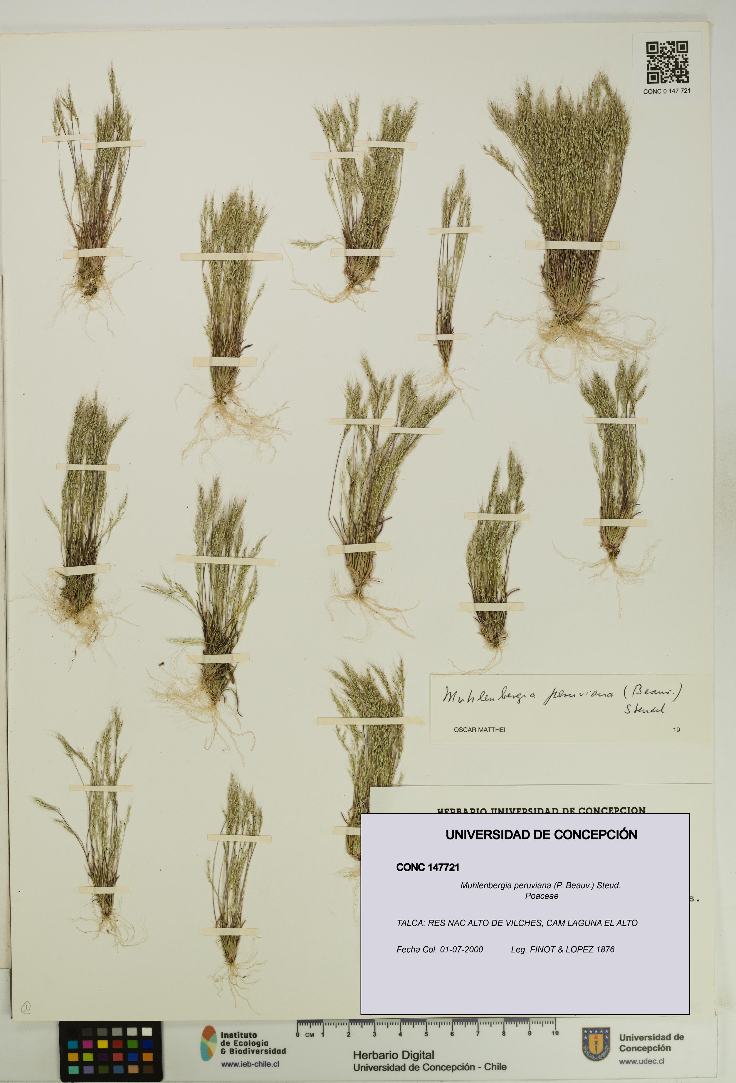 Muhlenbergia peruviana [Espécimen: UDEC:CONC:0147721]
