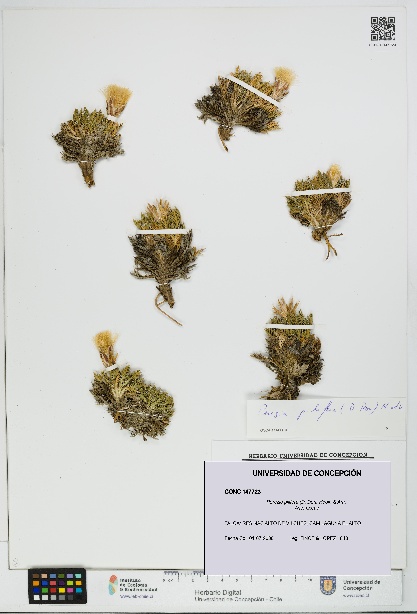 Perezia pilifera [Espécimen: UDEC:CONC:0147723]