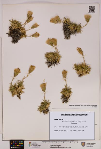 Perezia recurvata subsp. recurvata [Espécimen: UDEC:CONC:0147724]