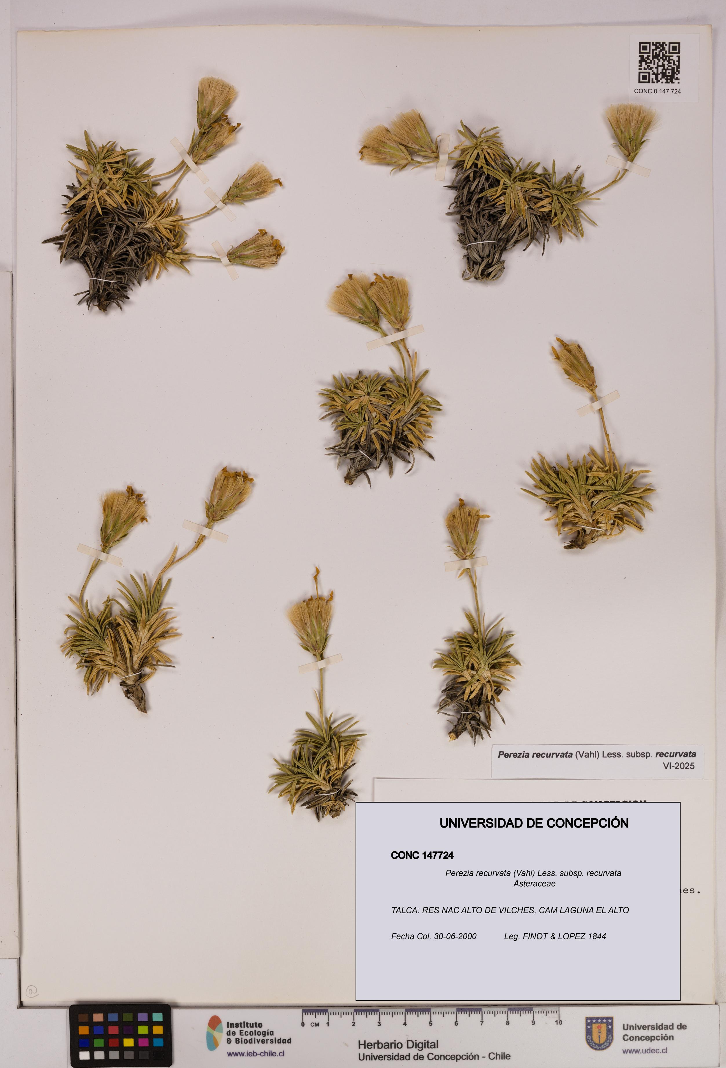 Perezia recurvata subsp. recurvata [Espécimen: UDEC:CONC:0147724]