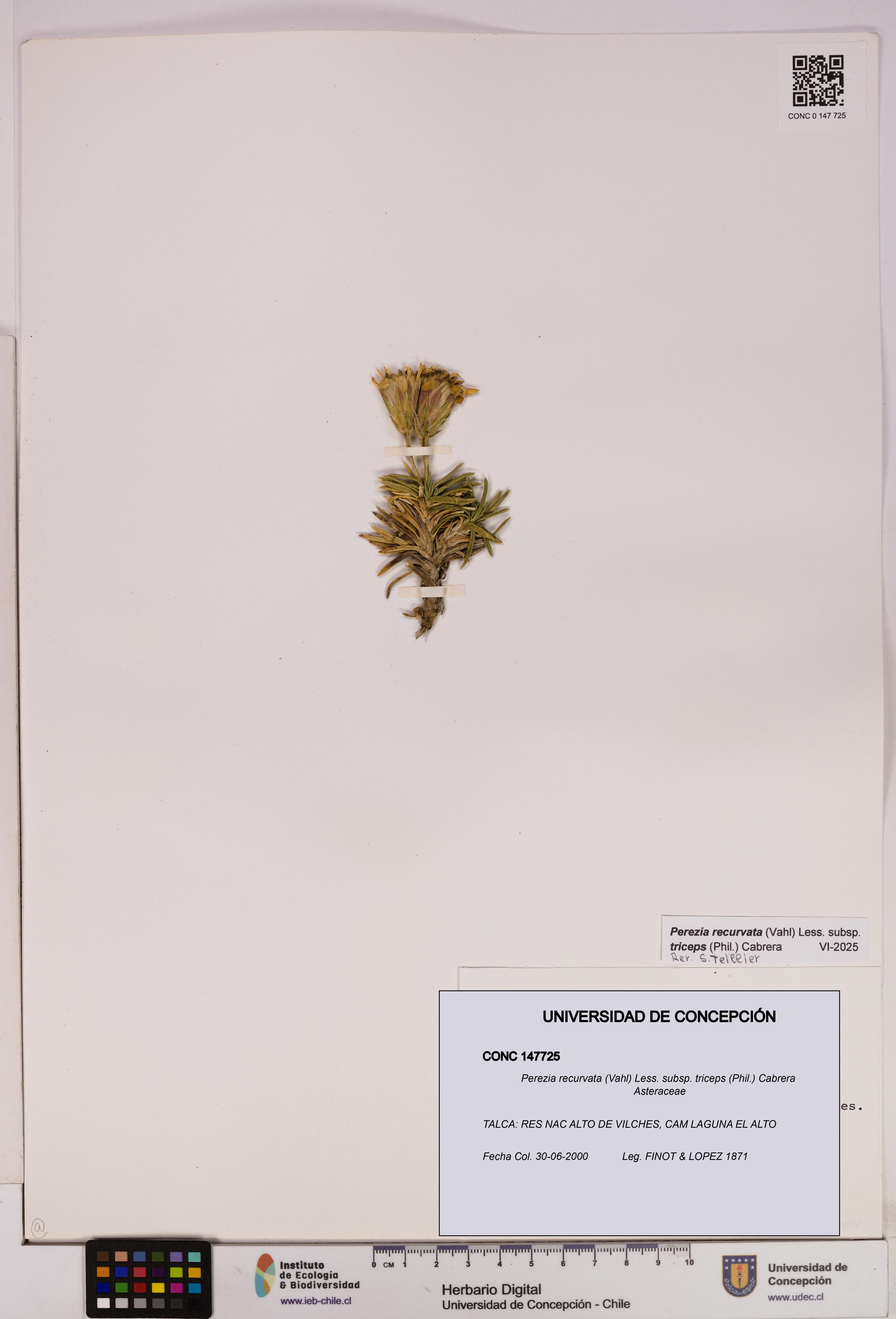 Perezia recurvata subsp. triceps [Espécimen: UDEC:CONC:0147725]