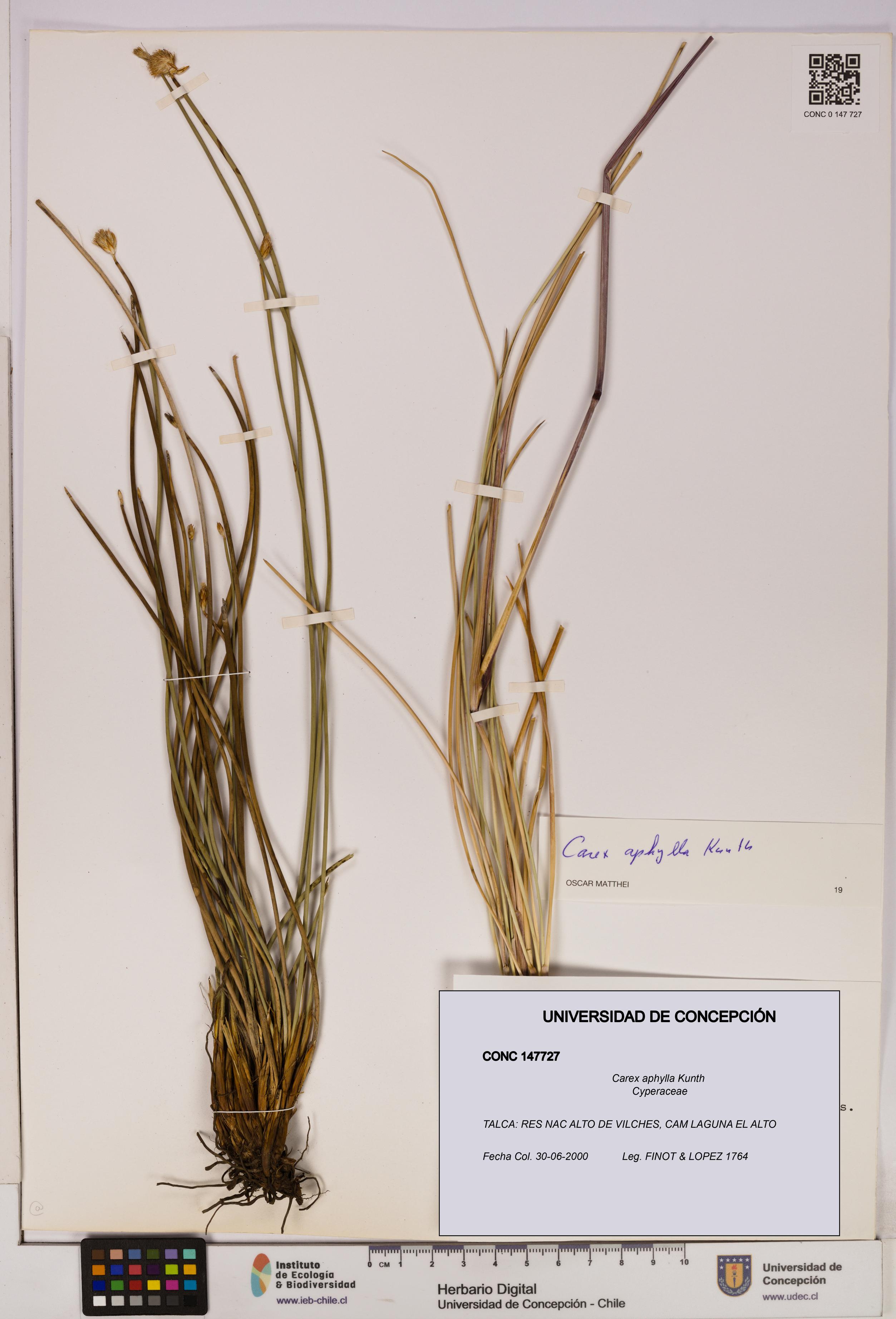 Carex aphylla [Espécimen: UDEC:CONC:0147727]