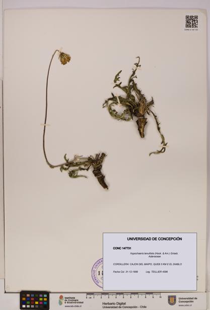 Hypochaeris tenuifolia [Espécimen: UDEC:CONC:0147731]