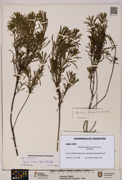 Baccharis linearis [Espécimen: UDEC:CONC:0147737]