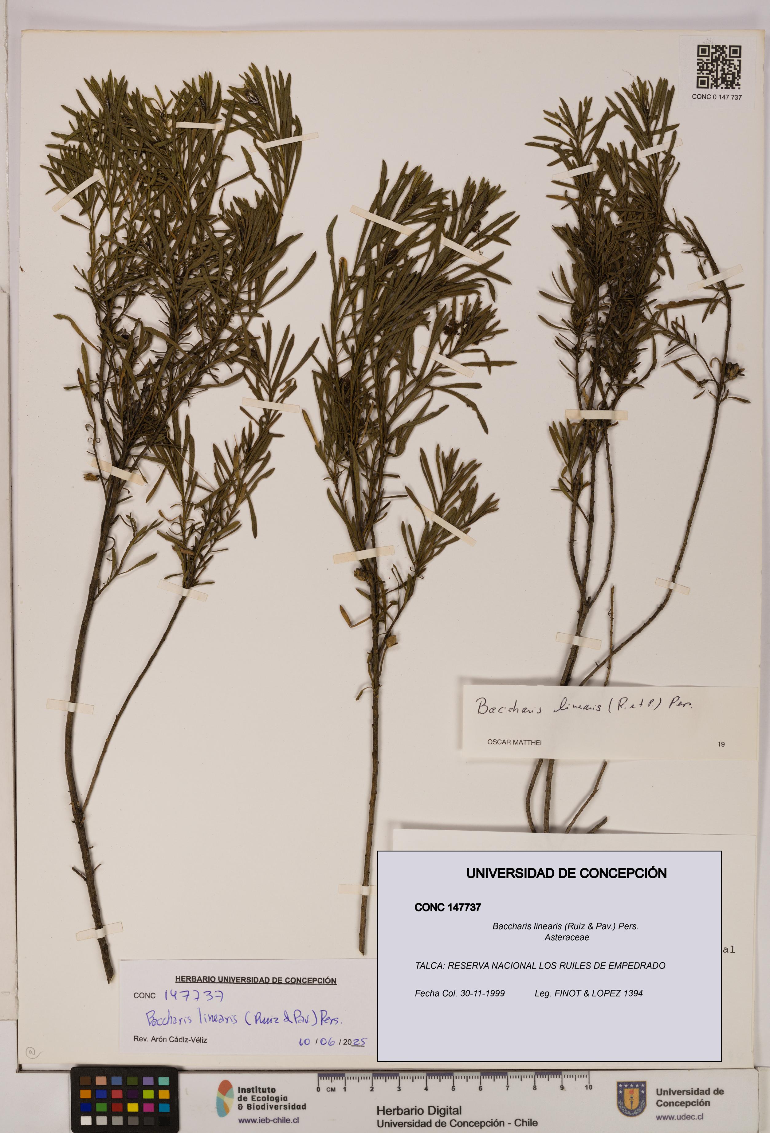 Baccharis linearis [Espécimen: UDEC:CONC:0147737]
