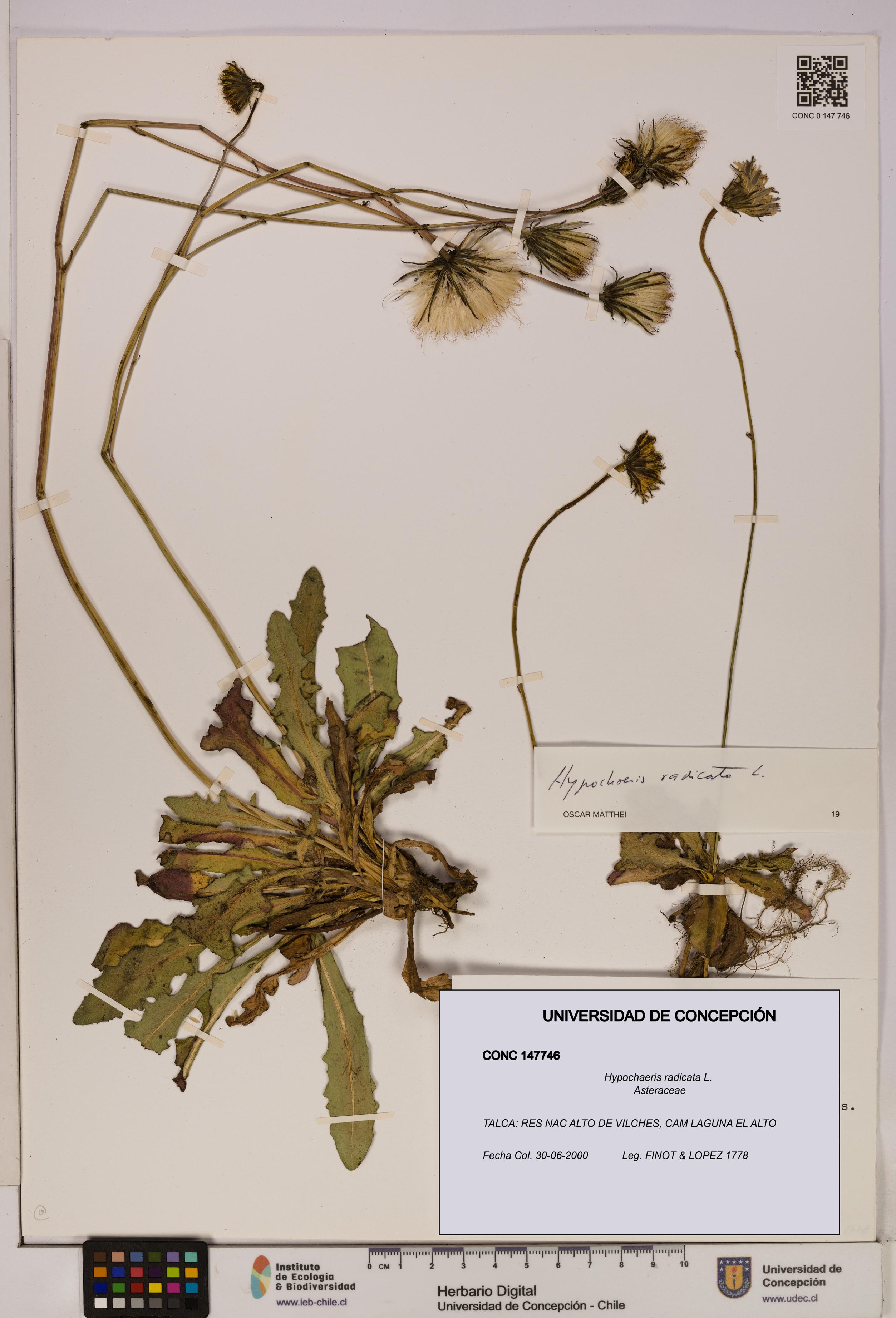 Hypochaeris radicata [Espécimen: UDEC:CONC:0147746]