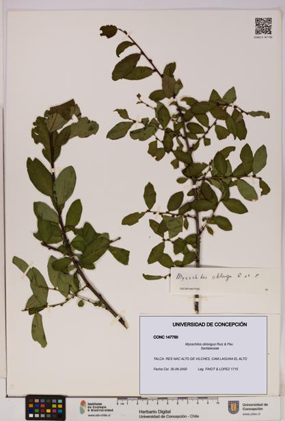 Myoschilos oblongus [Espécimen: UDEC:CONC:0147750]