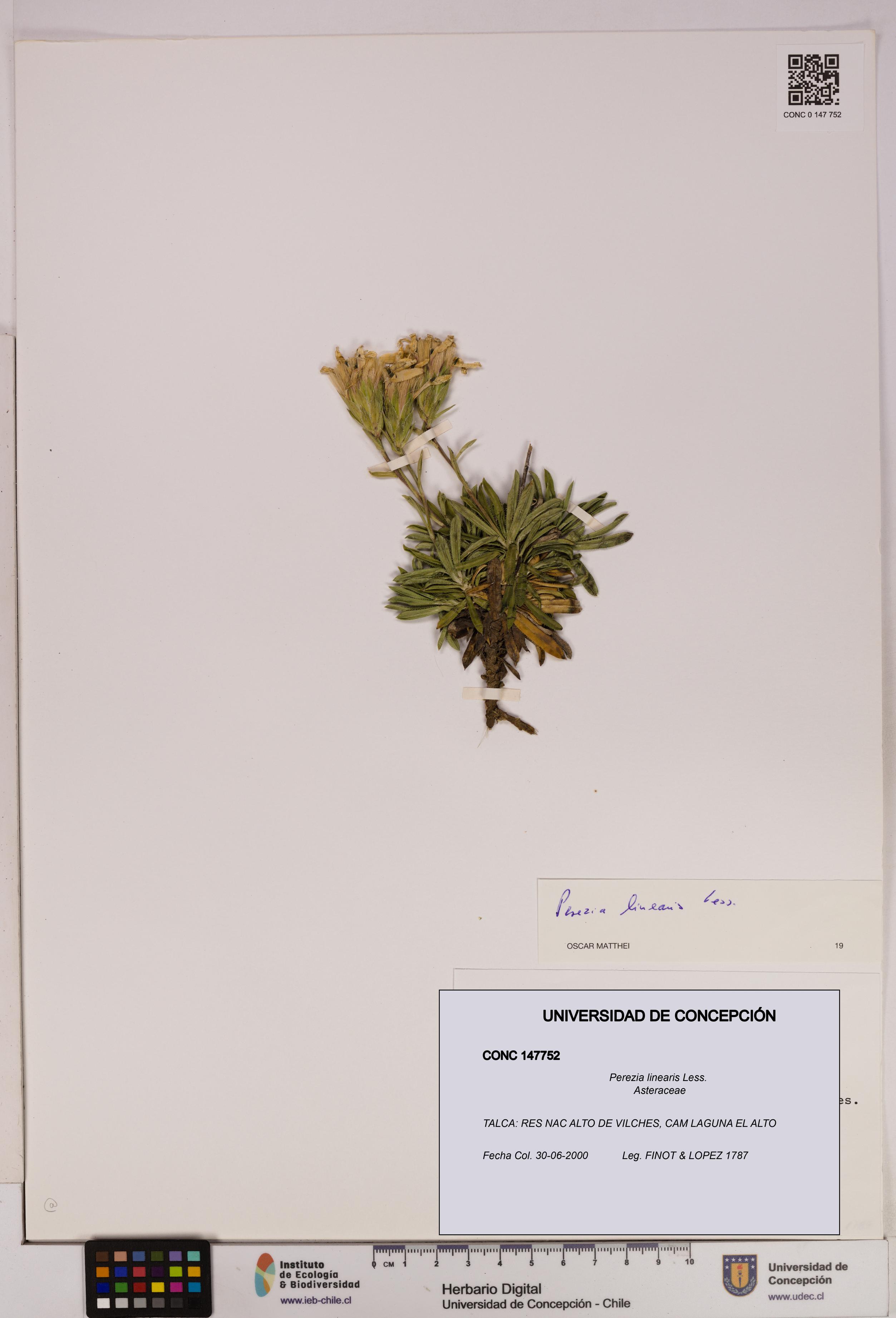 Perezia linearis [Espécimen: UDEC:CONC:0147752]