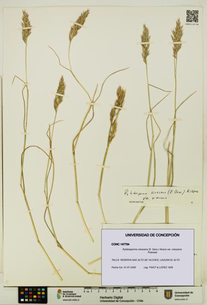 Rytidosperma virescens var. virescens [Espécimen: UDEC:CONC:0147754]