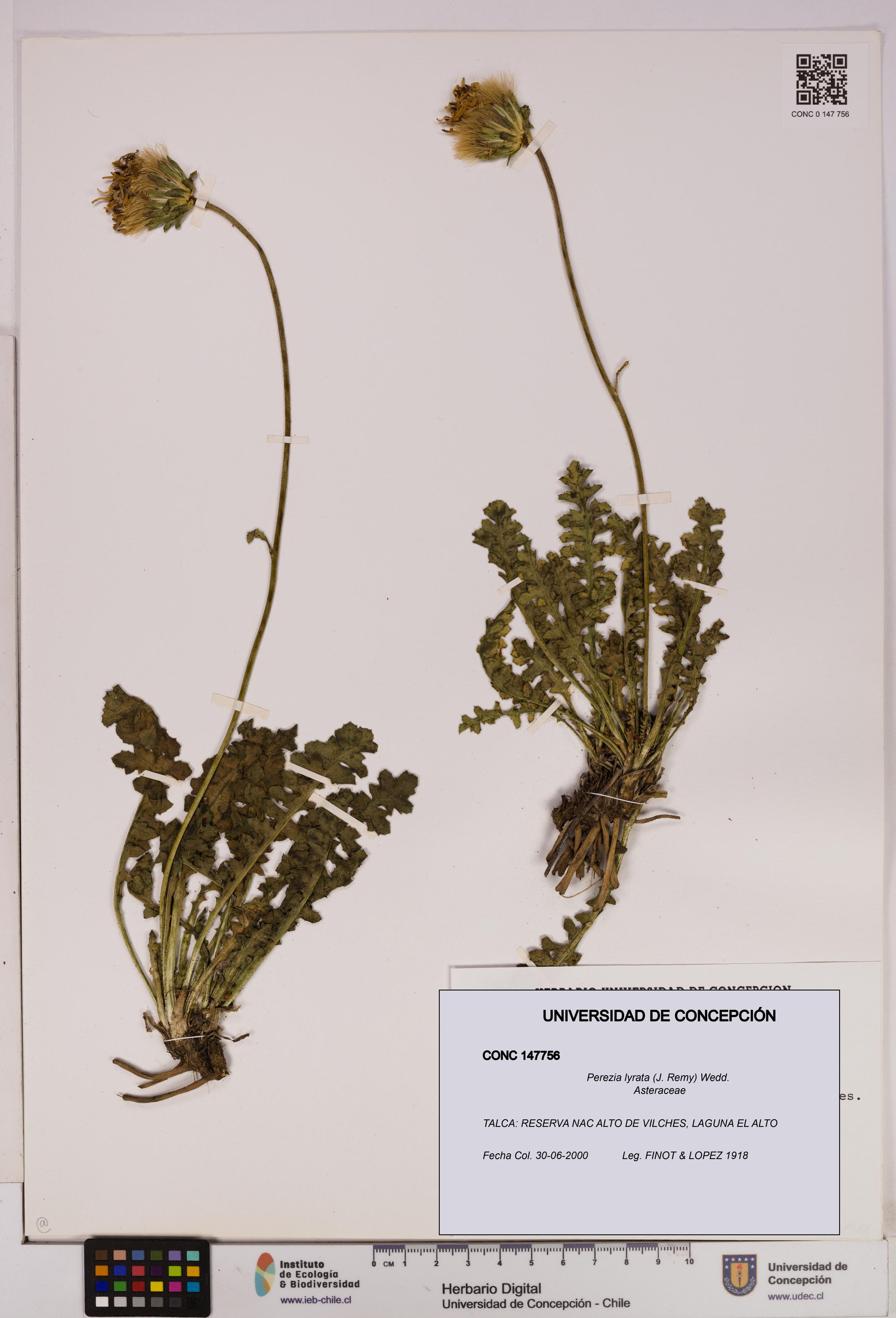 Perezia lyrata [Espécimen: UDEC:CONC:0147756]