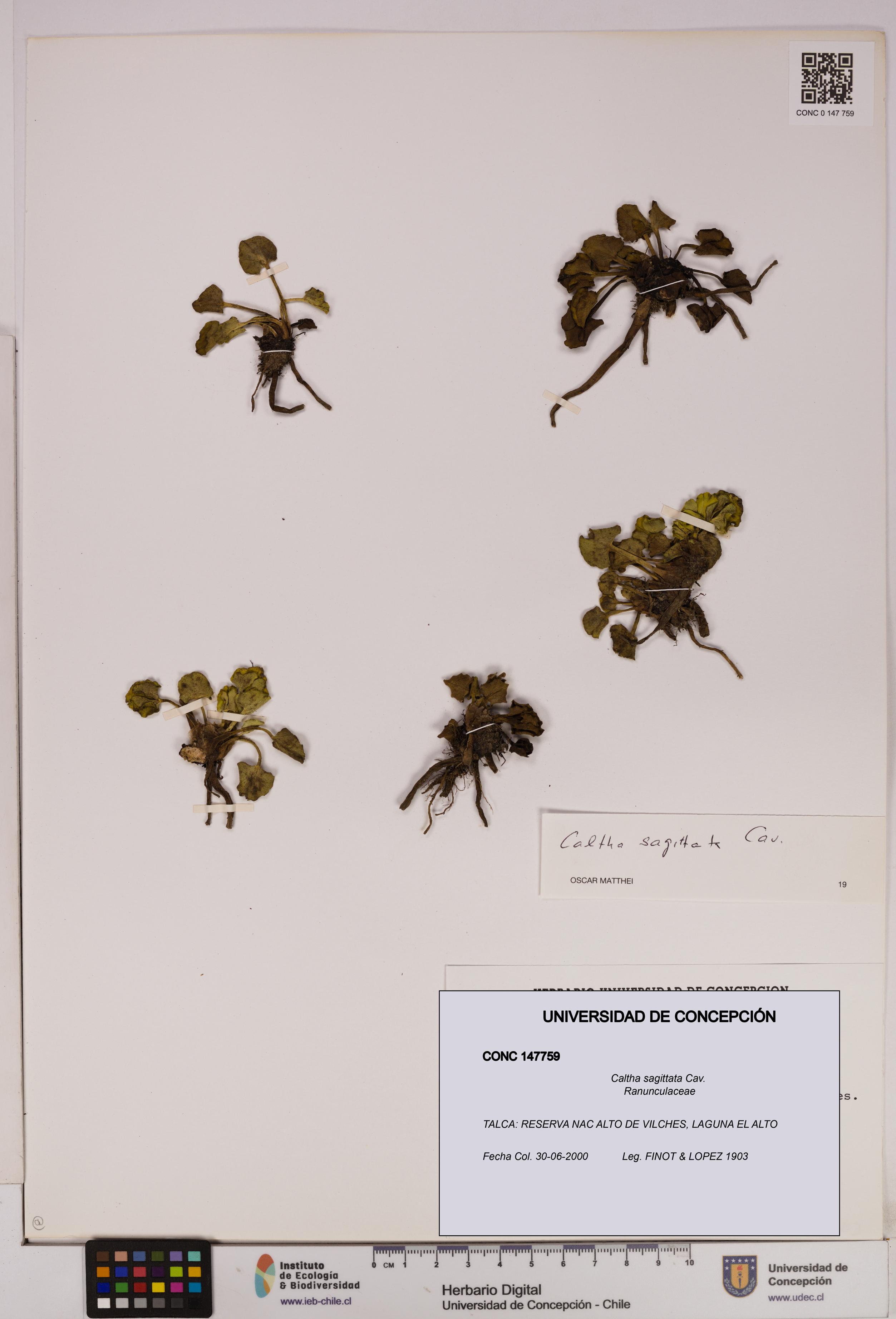 Caltha sagittata [Espécimen: UDEC:CONC:0147759]