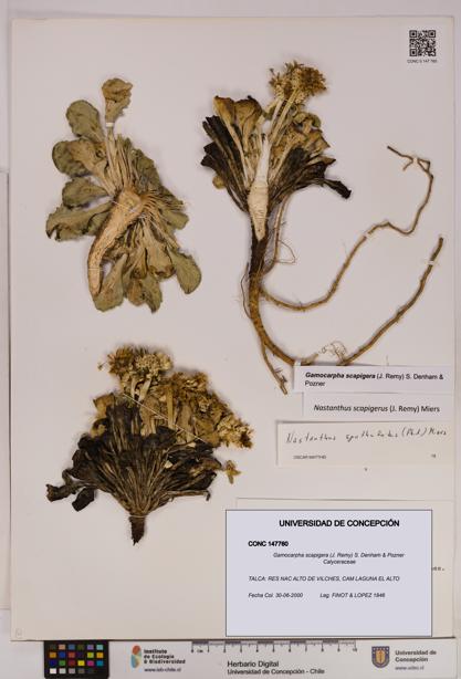 Gamocarpha scapigera [Espécimen: UDEC:CONC:0147760]