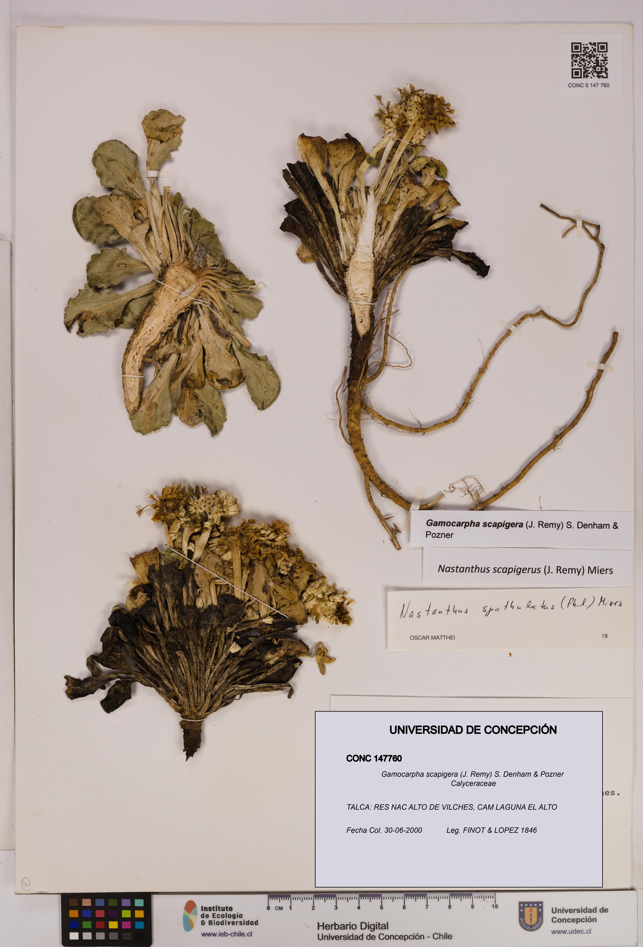 Gamocarpha scapigera [Espécimen: UDEC:CONC:0147760]
