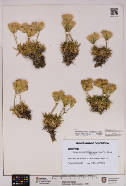 Perezia recurvata subsp. triceps [Espécimen: UDEC:CONC:0147765]