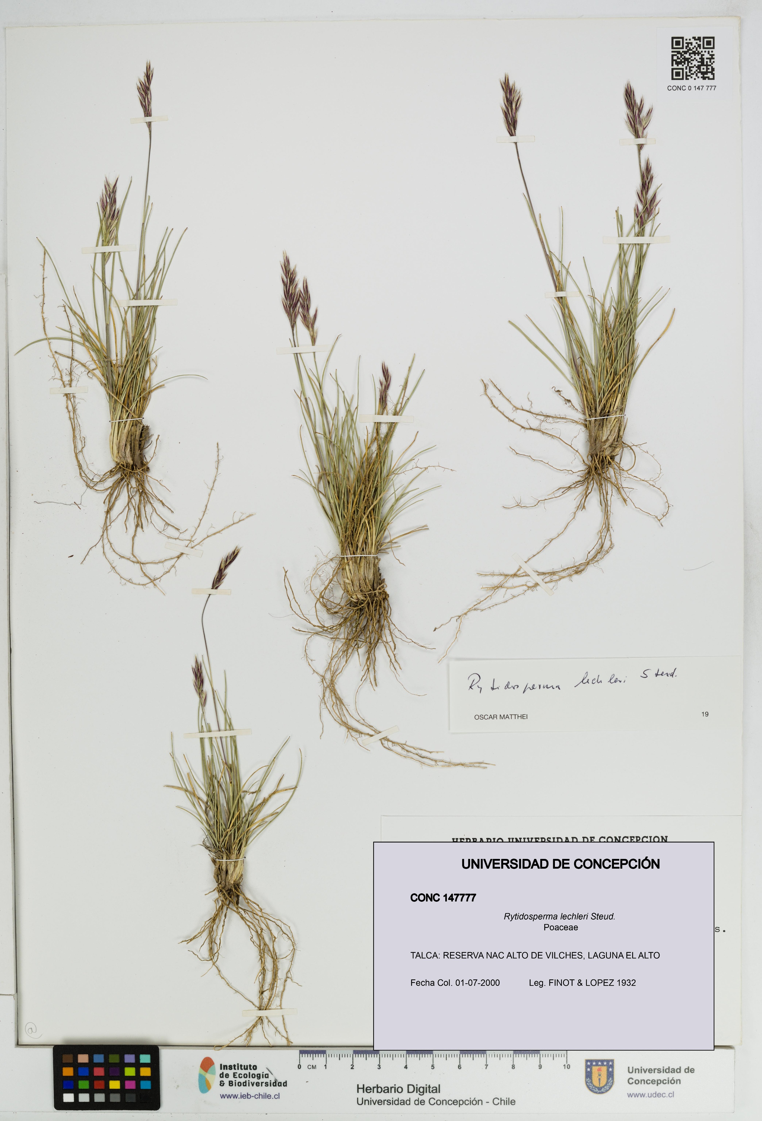 Rytidosperma lechleri [Espécimen: UDEC:CONC:0147777]