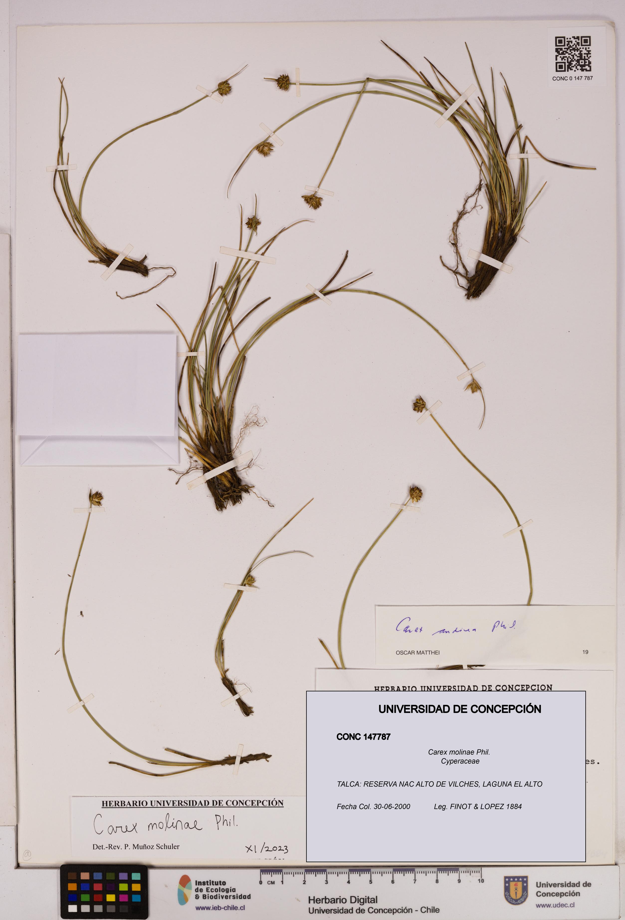 Carex molinae [Espécimen: UDEC:CONC:0147787]