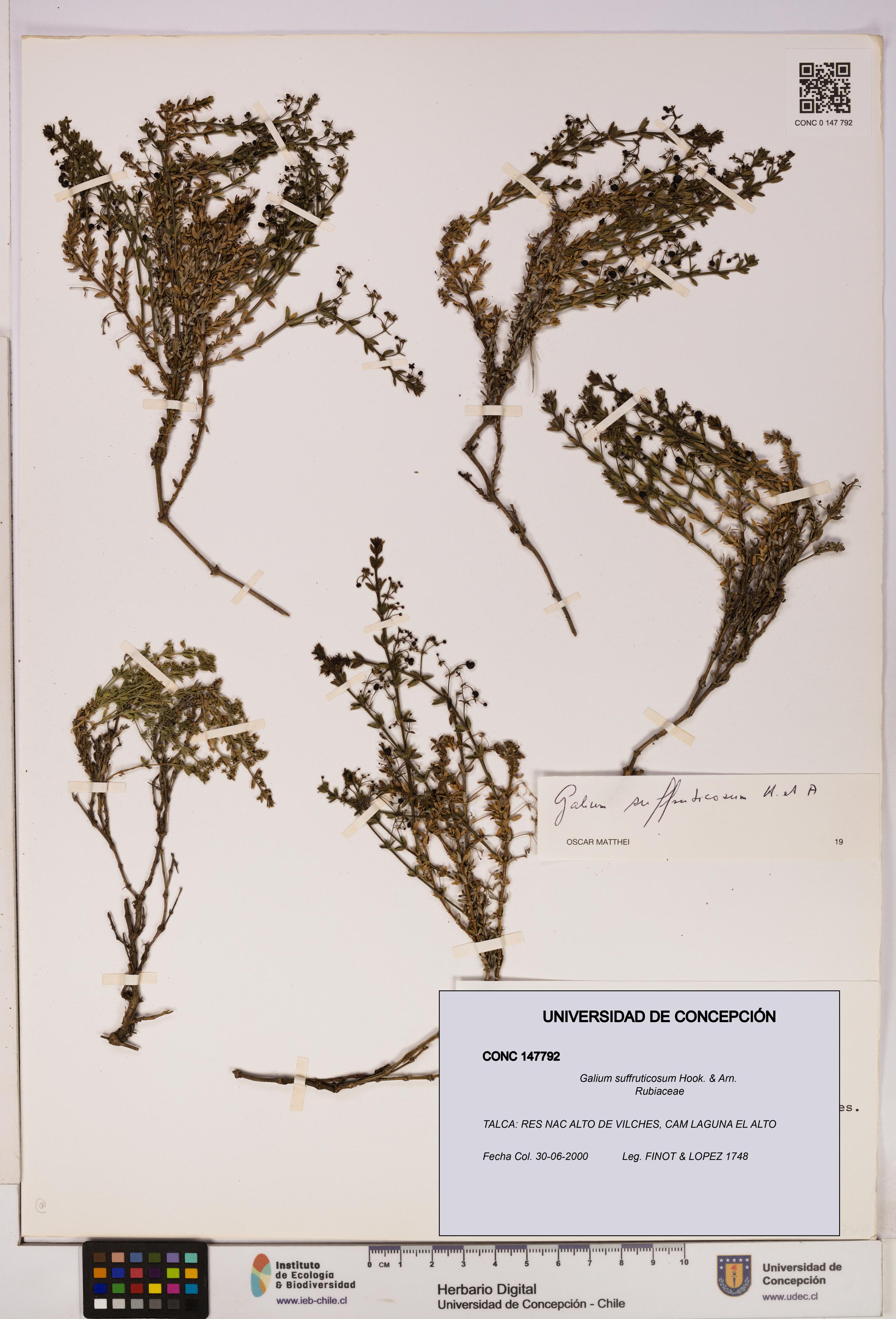 Galium suffruticosum [Espécimen: UDEC:CONC:0147792]