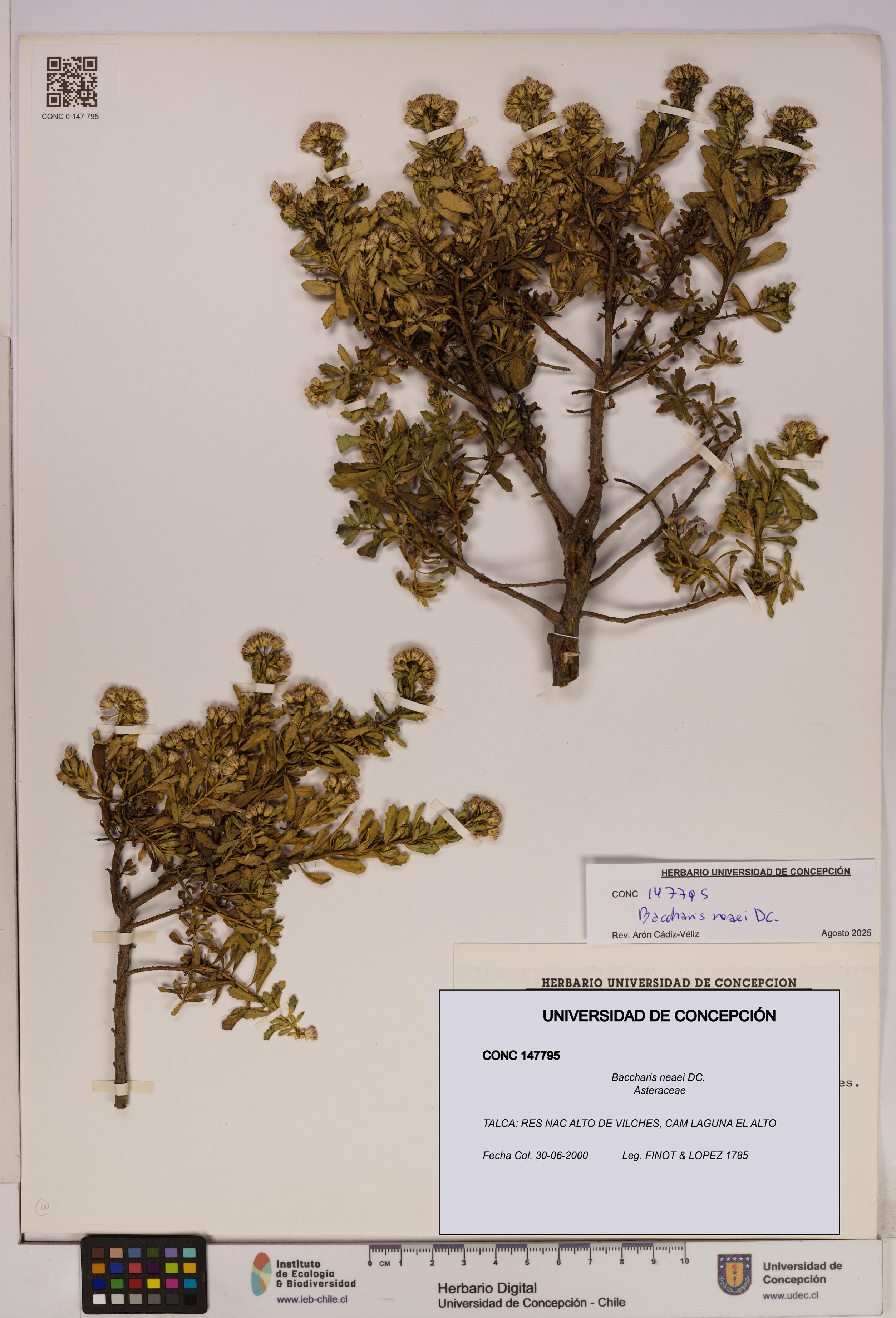 Baccharis neaei [Espécimen: UDEC:CONC:0147795]