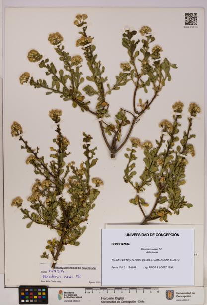 Baccharis neaei [Espécimen: UDEC:CONC:0147814]