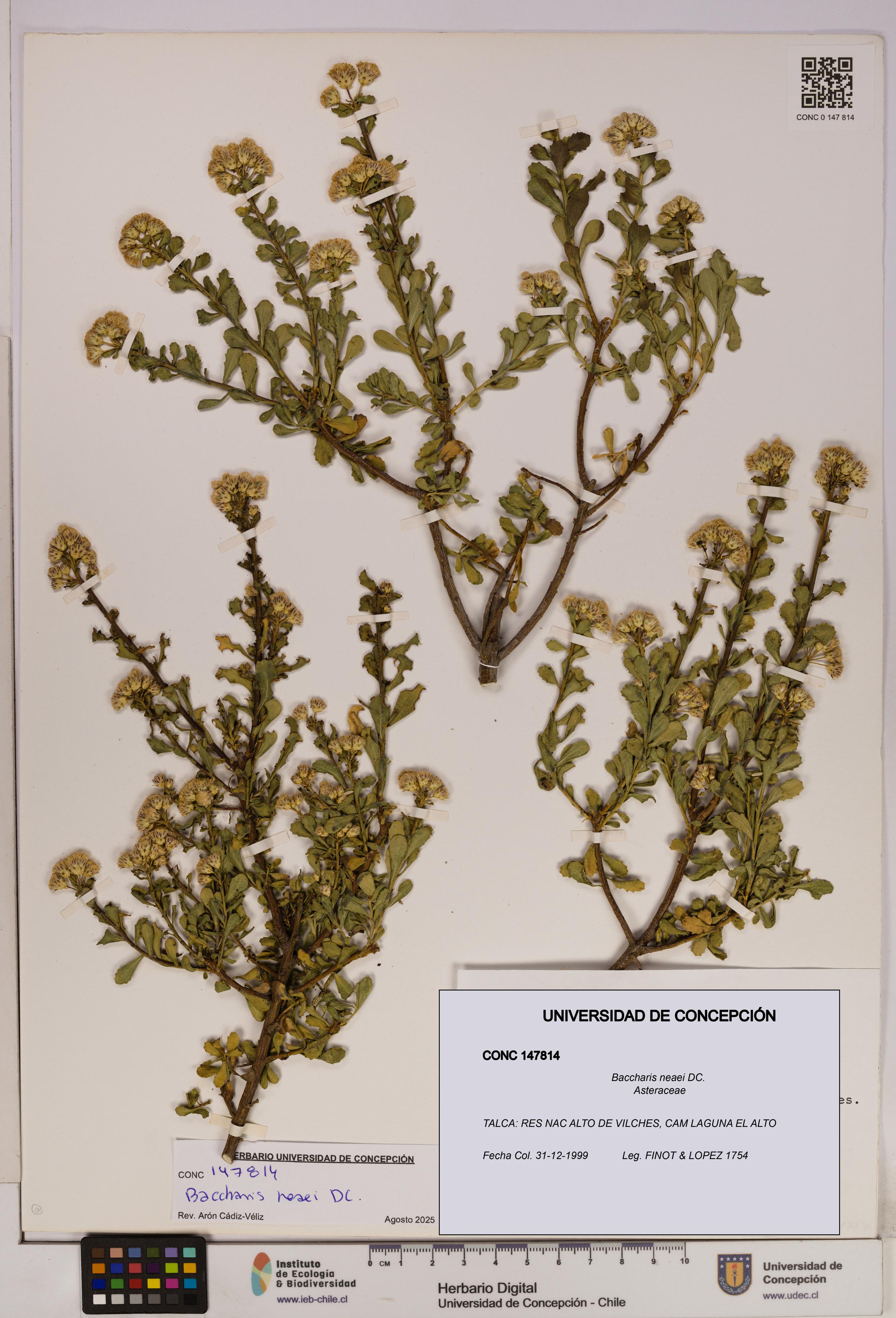 Baccharis neaei [Espécimen: UDEC:CONC:0147814]